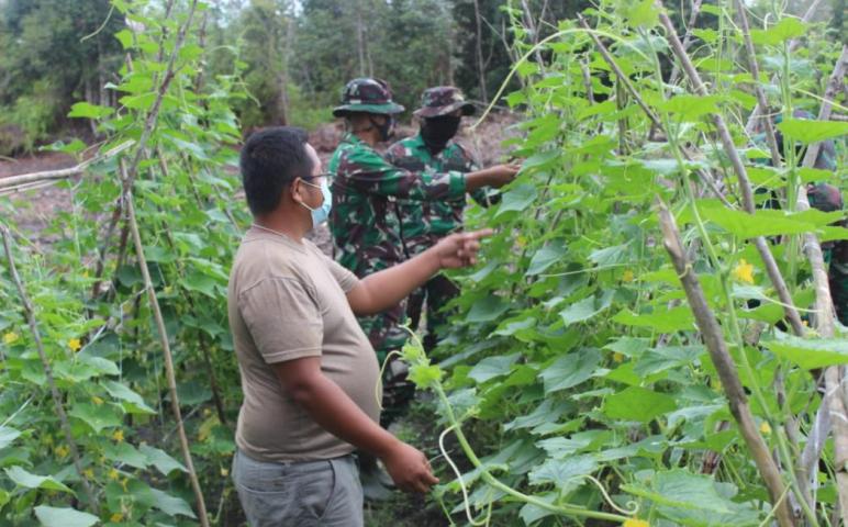 Anggota Satgas TMMD Bantu Warga Panen Timun