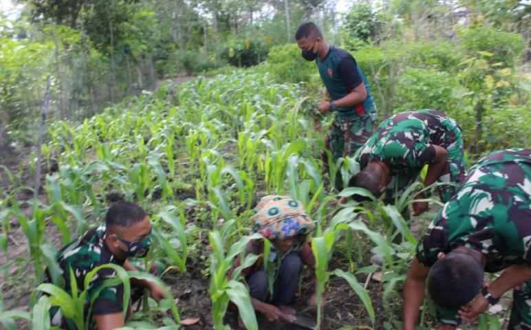Satgas TMMD Bantu Lansia Bersihkan Kebun Jagung