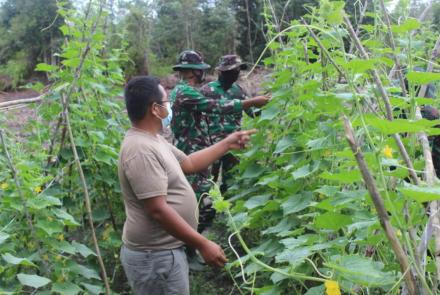 Anggota Satgas TMMD Bantu Warga Panen Timun