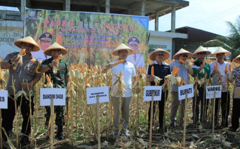 Panen jagung di Kecamatan Tanjung Mulya, Kota Manna, Kabupaten Bengkulu Selatan.