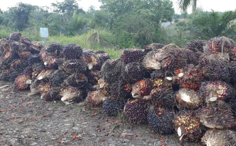 Daerah    