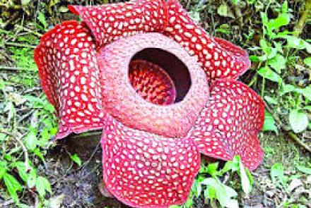Rafflesia 